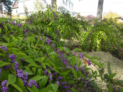 beautyberry trio