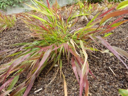 hakonechloa ‘beni kaze’