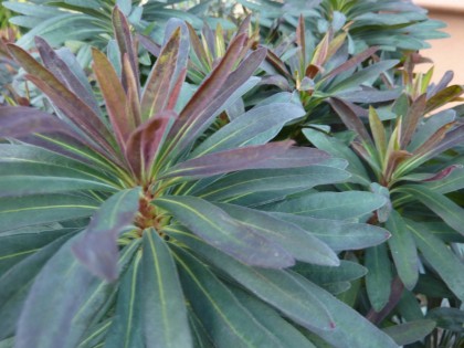 euphorbia ‘blackbird’ closeup