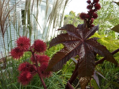 castor bean