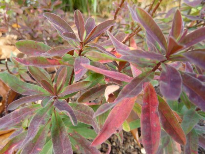 euphorbia ‘bonfire’