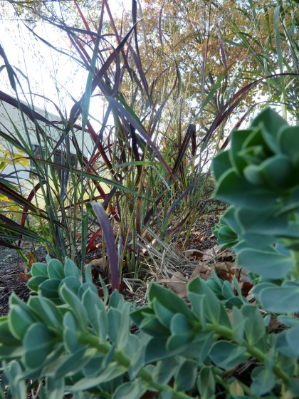 anicum virgatum ‘ruby ribbons’ and euphorbia myrsinites ‘donkey tail spurge’