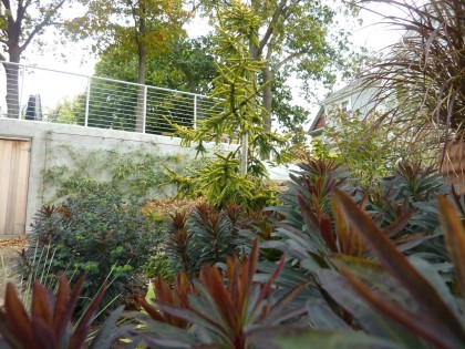 picea orientalis ‘skylands’ behind euphorbia ‘blackbird’