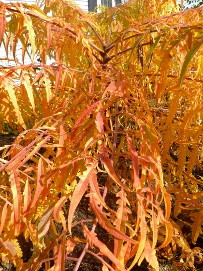 sumac detail