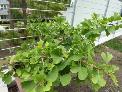 my ginkgo butterflies, still in a pot