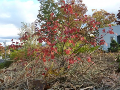 straw mulch and the happy little Gro Low Sumac