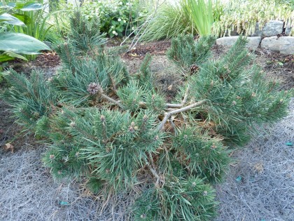 our little scotch pine