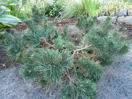 our little scotch pine our little scotch pine
