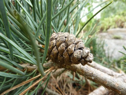 cone on my scotch pine