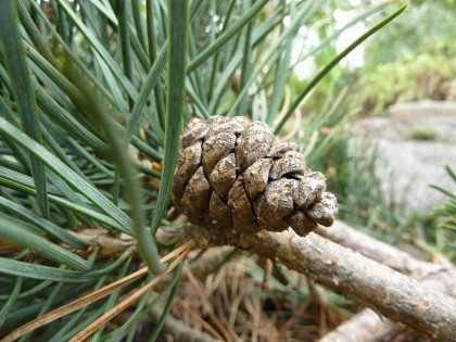cone on my scotch pine cone on my scotch pine