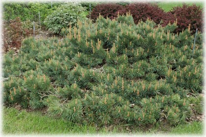 pinus sylvestris ‘albyn prostrata’ | schultesgreenhouse.com