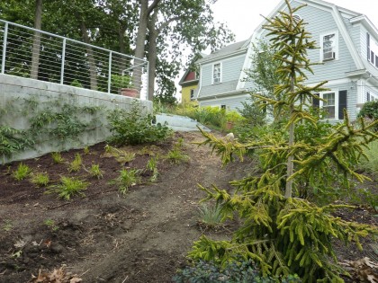 skylands oriental spruce in foreground with tiger eye sumacs atop hill