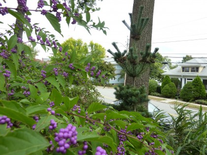 our templehof behind the callicarpas