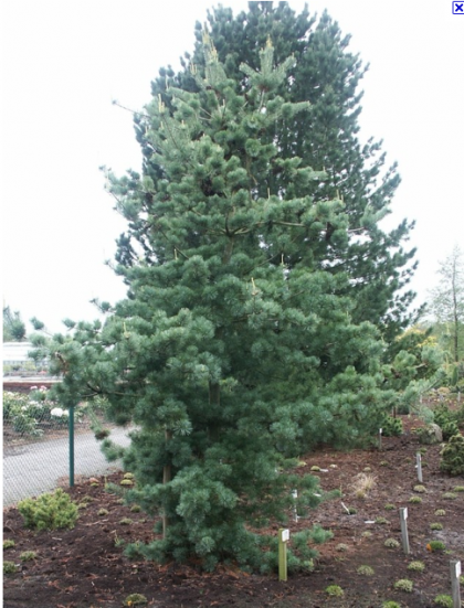 pinus parviflora ‘tempelhof’ | helmers.de