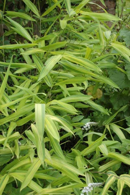 pleioblastus auricomus | alpinegardensociety.net: “A Northumberland Alpine Gardener's Diary”