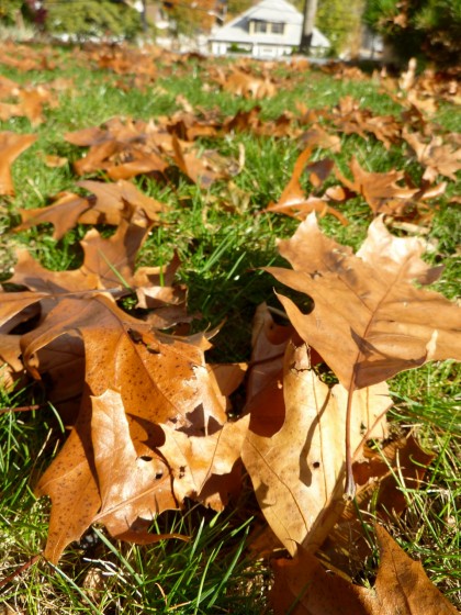 time to rake!