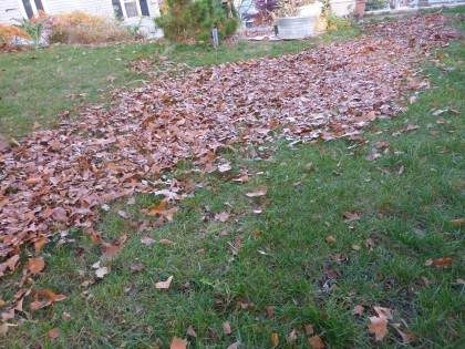 mow over it several times, til leaves are chopped mow over it several times, til leaves are chopped