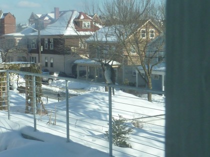 hawk on the railing