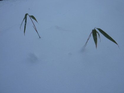 buried bamboo