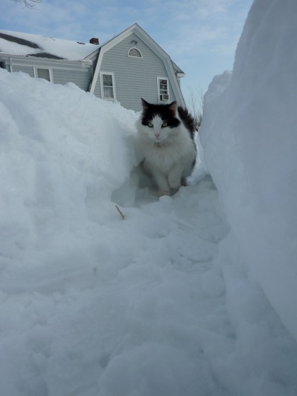 snowcat