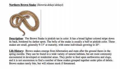 northern brown snake