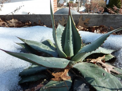 signs of life: parry’s century plant | agave parryi