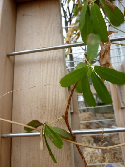 signs of life: akebia quinata “shirobana”