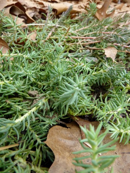 signs of life: “blue spruce” sedum