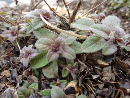 signs of life: cascading oregano