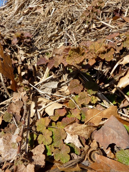 signs of life: ornamental raspberry | rubus calycinoides