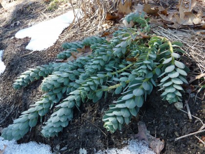 signs of life: donkey-tail spurge | euphorbia myrsinites