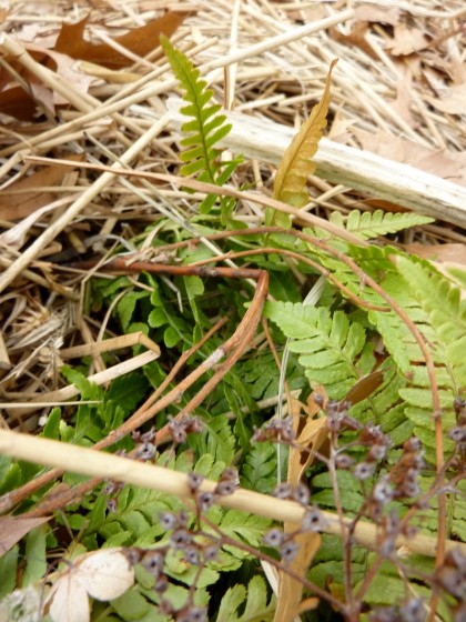 signs of life: dryoperis erythrosora “brilliance”