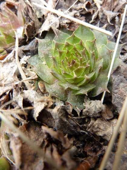 signs of life: hens and chicks