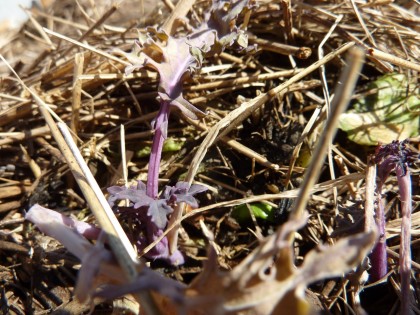 signs of life: lettuce