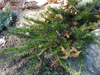 signs of life: white cumberland rosemary | “snow” conradina