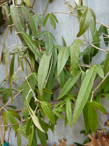 signs of life: rubus bambusoides