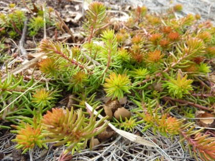 signs of life: sedum “angelina”