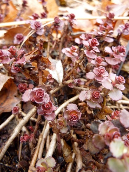 signs of life: voodoo sedum