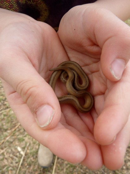 snake in the hand