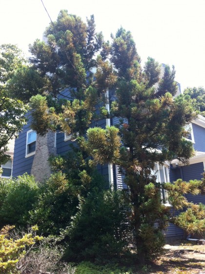 cryptomeria japonica ‘yoshino’ adolescents