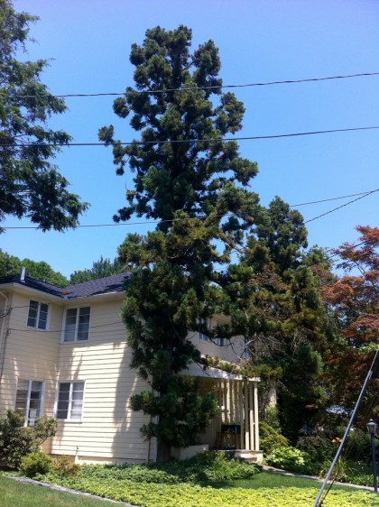 cryptomeria japonica ‘yoshino’ grownups