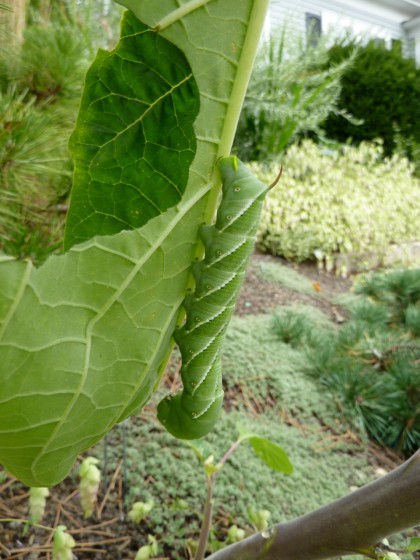 hawkmoth larva on a datura leaf