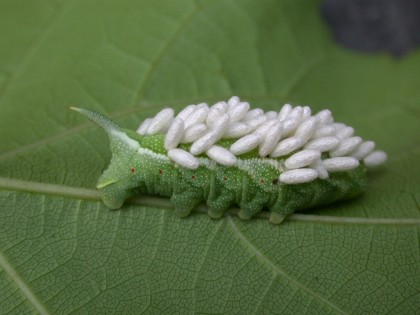 tomato hornworm with wasp eggs | http://www.vegedge.umn.edu