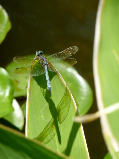 dragonfly