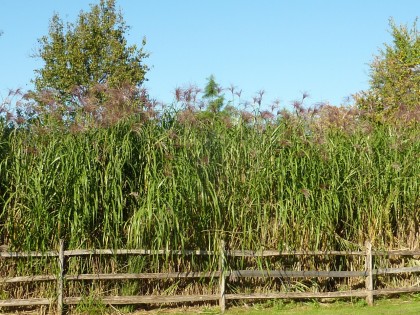 brine garden giganteus hedge