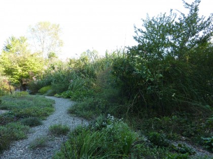 brine garden giganteus on the other side