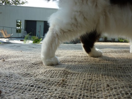 burlap with cat