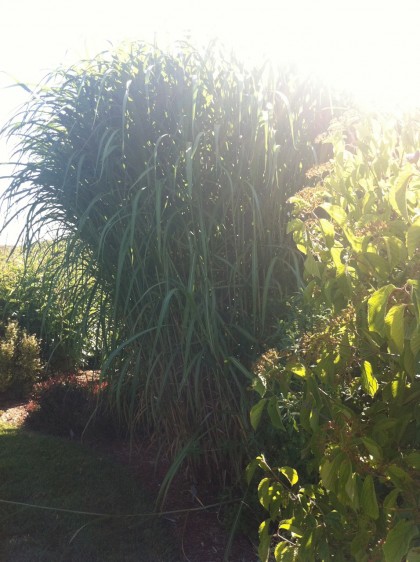 miscanthus giganteus at farmers daughter