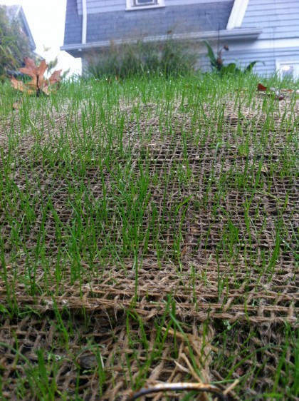 grass at two weeks, closeup