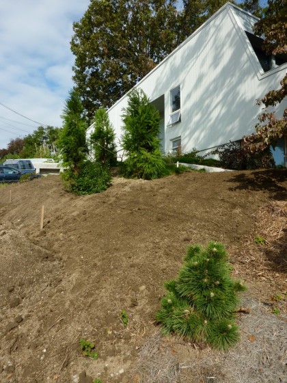 hillside finally weeded